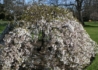 Kép 2/3 - Prunus subhirtella Pendula / Csüngő koronájú díszcseresznye