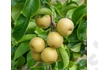 Kép 1/2 - Pyrus communis Hosui / Hosui japán körte