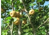 Kép 2/2 - Pyrus communis Hosui / Hosui japán körte
