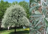 Kép 1/2 - Pyrus salicifolia / Fűzlevelű körte