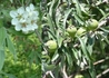 Kép 2/2 - Pyrus salicifolia / Fűzlevelű körte