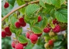 Kép 2/2 - Rubus Idaeus Sugana / Sugana málna