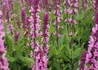 Kép 2/2 - Salvia nemorosa Caradonna Pink / Ligeti Zsálya rózsaszín virágú
