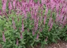 Kép 1/2 - Salvia nemorosa Caradonna Pink / Ligeti Zsálya rózsaszín virágú