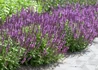 Kép 1/2 - Salvia nemorosa / Ligeti zsálya