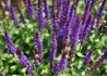 Kép 2/2 - Salvia nemorosa / Ligeti zsálya