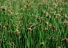 Kép 2/2 - Scirpus maritimus / Sziki káka