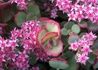 Kép 2/2 - Sedum sieboldii Pink / Varjúháj