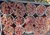 Kép 1/2 - Sedum sieboldii Pink / Varjúháj