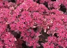 Kép 2/2 - Sedum Sunsparkler Dream Dazzler / Tarka varjúháj