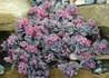 Kép 2/2 - Sedum Sunsparkler Blue Elf / Varjúháj 
