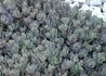 Kép 2/2 - Sedum Sunsparkler Dazzleberry / Varjúháj 