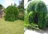 Kép 2/2 - Sophora japonica Pendula / Csüngő japánakác