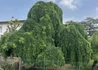 Kép 2/3 - Sophora japonica Pendula / Csüngő japánakác
