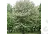Kép 1/3 - Sorbus intermedia / Svéd berkenye