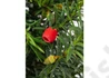 Kép 2/3 -  Taxus Baccata Overeynderi / Oszlopos Tiszafa