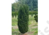 Kép 3/3 -  Taxus Baccata Overeynderi / Oszlopos Tiszafa