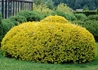 Kép 2/2 - Taxus baccata Aurea / Sárga közönséges tiszafa