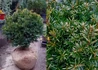 Kép 1/2 - Taxus baccata Aurea / Sárga közönséges tiszafa