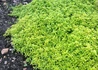 Kép 1/2 - Thymus citriodorus 'Aureus' / Aranytarka citromillatú kakukkfű