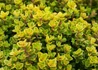 Kép 2/2 - Thymus citriodorus 'Aureus' / Aranytarka citromillatú kakukkfű