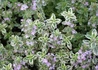Kép 2/2 - Thymus citriodorus 'Silver Queen' / Fehértarka citromillatú kakukkfű