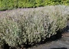 Kép 1/2 - Thymus citriodorus 'Silver Queen' / Fehértarka citromillatú kakukkfű