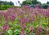 Kép 1/2 - Verbena hastata Pink Spires / Dúsvirágú Verbéna