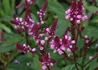 Kép 2/2 - Verbena hastata Pink Spires / Dúsvirágú Verbéna