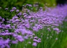 Kép 1/2 - Verbena bonariensis / Ernyős verbéna
