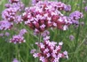 Kép 2/2 - Verbena bonariensis / Ernyős verbéna