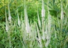 Kép 2/2 - Veronicastrum Virginicum albiflorum / Virginiai Verinoka fehér