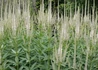 Kép 1/2 - Veronicastrum Virginicum albiflorum / Virginiai Verinoka fehér