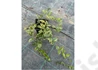 Kép 2/3 - Vinca minor aureovariegata / Kis meténg sárgás szegélyű