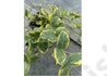 Kép 3/3 - Vinca minor aureovariegata / Kis meténg sárgás szegélyű
