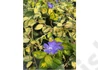 Kép 1/3 - Vinca minor variegated golden / Arany tarka meténg