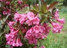Kép 2/3 - Weigela Florida nana Purpurea / Alacsony, bordó levelű rózsalonc