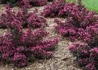 Kép 3/3 - Weigela Florida nana Purpurea / Alacsony, bordó levelű rózsalonc