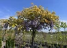 Kép 2/2 - Wisteria sinensis / Kínai lilaakác ernyős