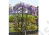 Kép 2/2 - Wisteria Sinensis Prolific / Kínai Lilaakác