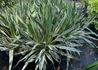 Kép 3/3 - Yucca Gloriosa Variegata / Tarkalevelű Pompás jukka